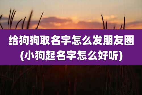 给狗狗取名字怎么发朋友圈(小狗起名字怎么好听)