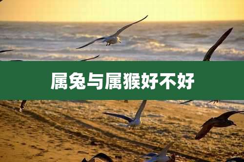 属兔与属猴好不好