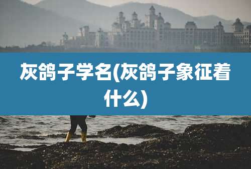 灰鸽子学名(灰鸽子象征着什么)