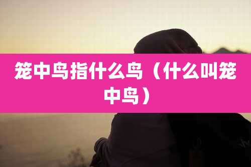 笼中鸟指什么鸟（什么叫笼中鸟）