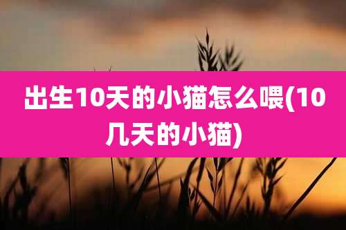 出生10天的小猫怎么喂(10几天的小猫)