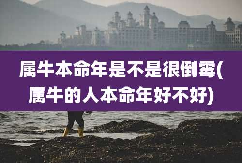 属牛本命年是不是很倒霉(属牛的人本命年好不好)