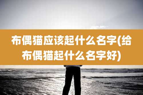 布偶猫应该起什么名字(给布偶猫起什么名字好)