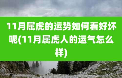 11月属虎的运势如何看好坏呢(11月属虎人的运气怎么样)