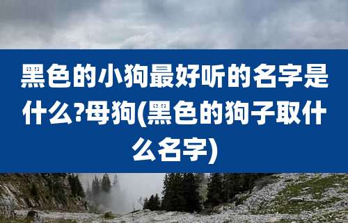 黑色的小狗最好听的名字是什么?母狗(黑色的狗子取什么名字)