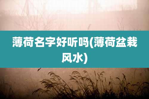 薄荷名字好听吗(薄荷盆栽风水)