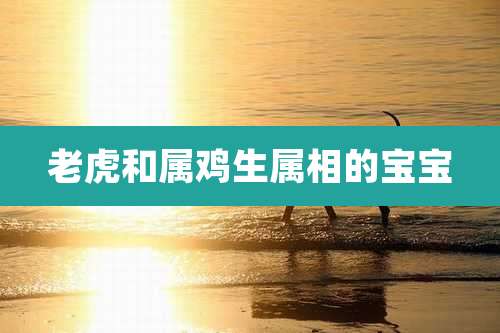 老虎和属鸡生属相的宝宝