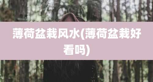 薄荷盆栽风水(薄荷盆栽好看吗)