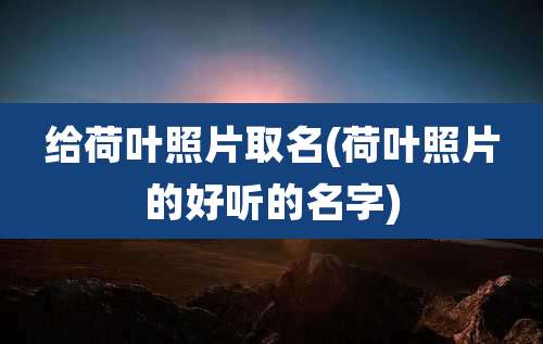 给荷叶照片取名(荷叶照片的好听的名字)