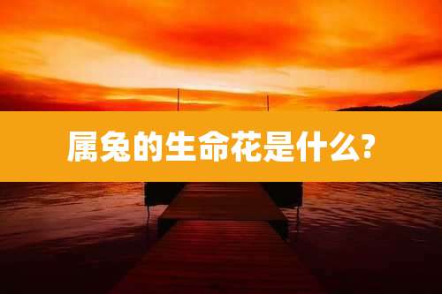 属兔的生命花是什么?