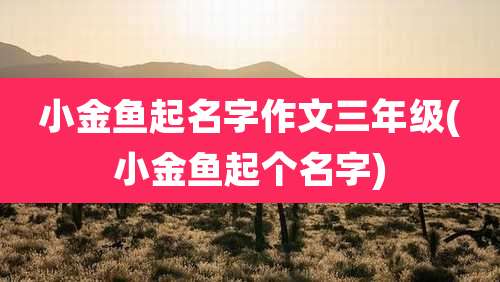 小金鱼起名字作文三年级(小金鱼起个名字)