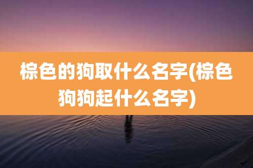 棕色的狗取什么名字(棕色狗狗起什么名字)