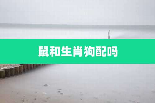 鼠和生肖狗配吗