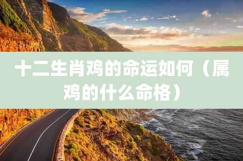 十二生肖鸡的命运如何(属鸡的什么命格)