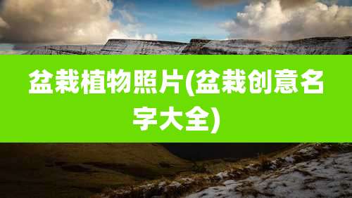 盆栽植物照片(盆栽创意名字大全)