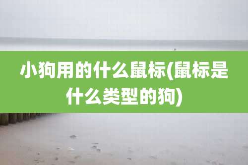 小狗用的什么鼠标(鼠标是什么类型的狗)