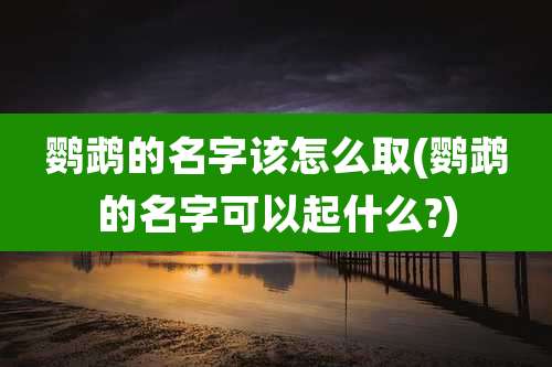 鹦鹉的名字该怎么取(鹦鹉的名字可以起什么?)