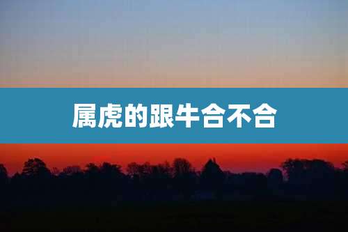 属虎的跟牛合不合