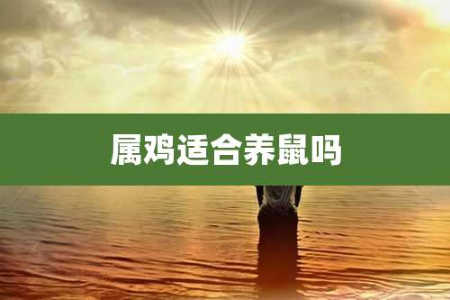 属鸡适合养鼠吗