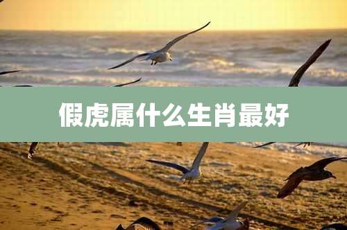 假虎属什么生肖最好