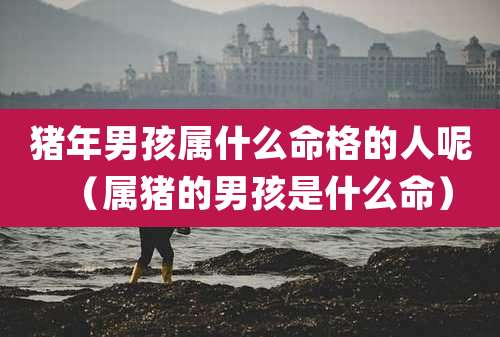 猪年男孩属什么命格的人呢(属猪的男孩是什么命)