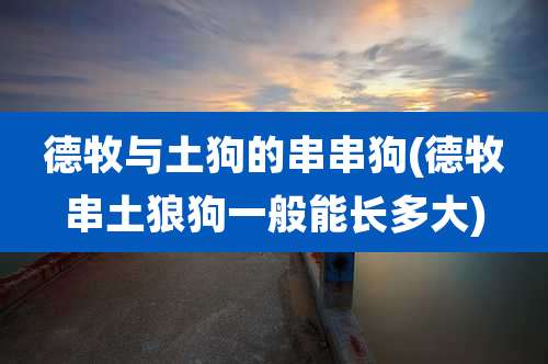 德牧与土狗的串串狗(德牧串土狼狗一般能长多大)