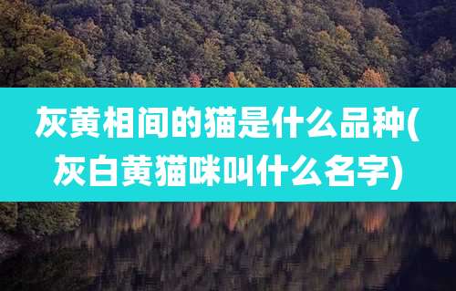 灰黄相间的猫是什么品种(灰白黄猫咪叫什么名字)