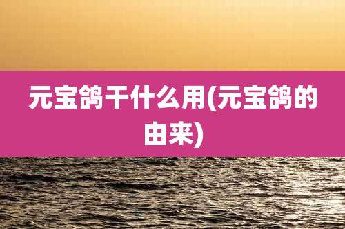 元宝鸽干什么用(元宝鸽的由来)