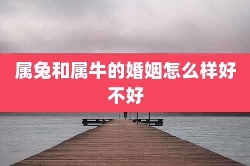 属兔和属牛的婚姻怎么样好不好