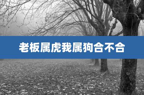 老板属虎我属狗合不合