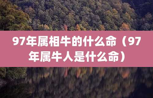 97年属相牛的什么命（97年属牛人是什么命）
