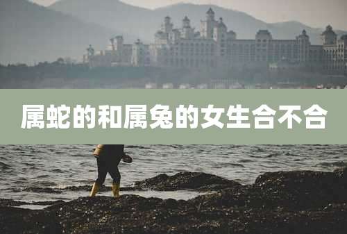 属蛇的和属兔的女生合不合