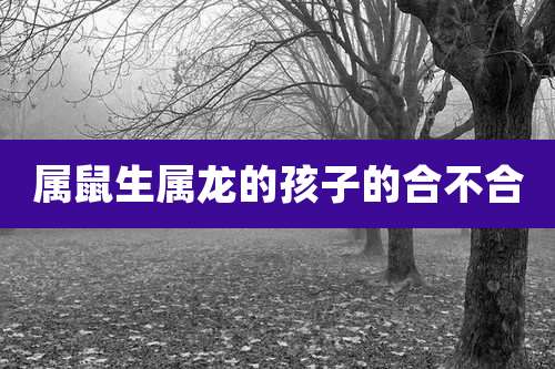 属鼠生属龙的孩子的合不合