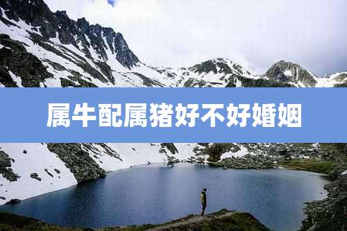 属牛配属猪好不好婚姻