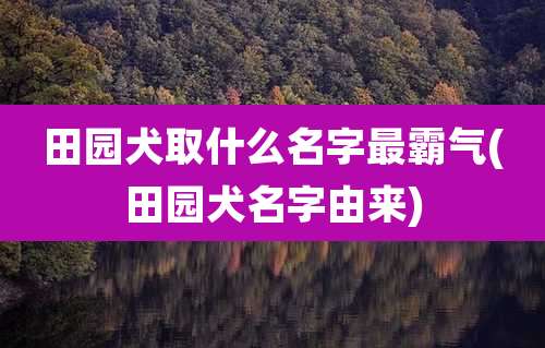 田园犬取什么名字最霸气(田园犬名字由来)