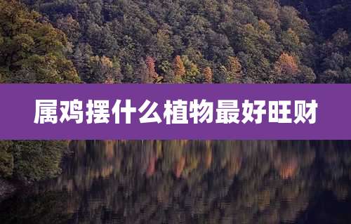 属鸡摆什么植物最好旺财