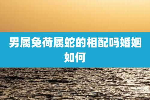 男属兔荷属蛇的相配吗婚姻如何