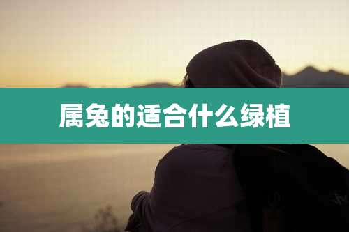 属兔的适合什么绿植