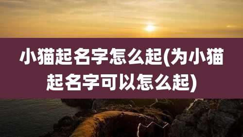 小猫起名字怎么起(为小猫起名字可以怎么起)