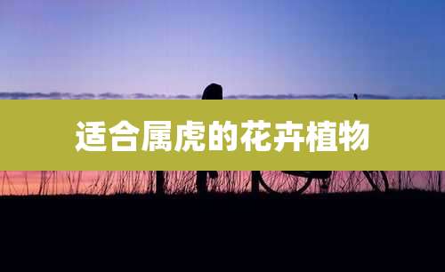 适合属虎的花卉植物