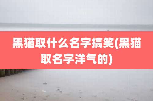 黑猫取什么名字搞笑(黑猫取名字洋气的)
