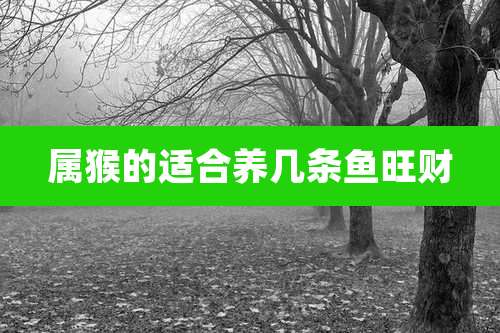 属猴的适合养几条鱼旺财