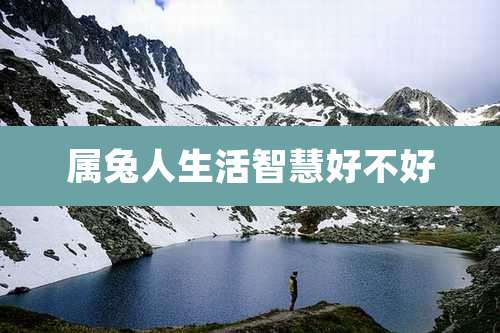属兔人生活智慧好不好