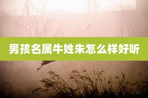 男孩名属牛姓朱怎么样好听