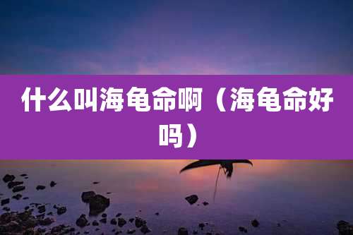 什么叫海龟命啊（海龟命好吗）