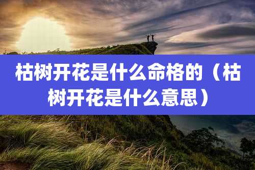 枯树开花是什么命格的（枯树开花是什么意思）