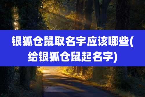 银狐仓鼠取名字应该哪些(给银狐仓鼠起名字)