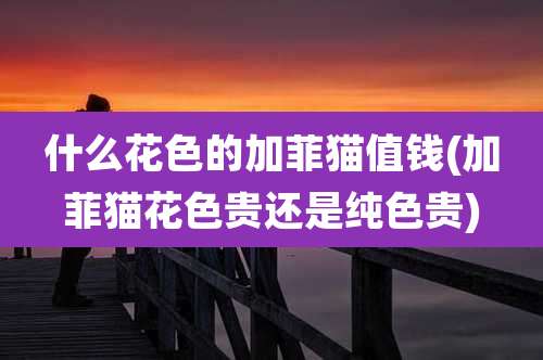 什么花色的加菲猫值钱(加菲猫花色贵还是纯色贵)