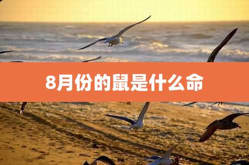 8月份的鼠是什么命