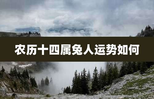 农历十四属兔人运势如何